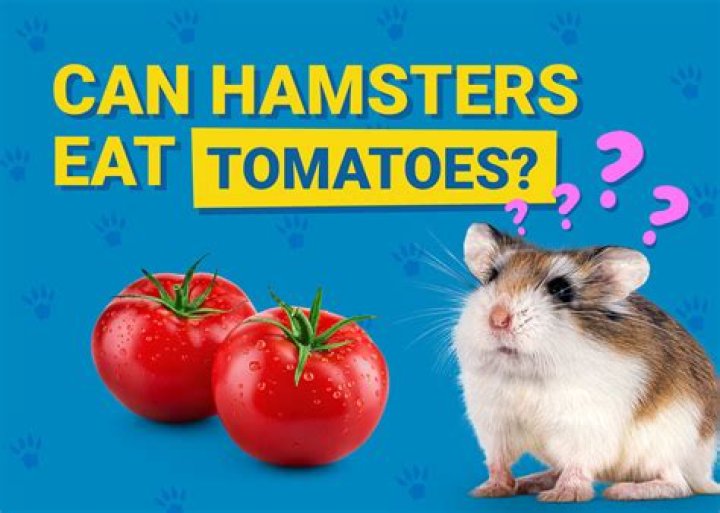 Can Hamsters Eat Tomatoes? Potential Health Risks