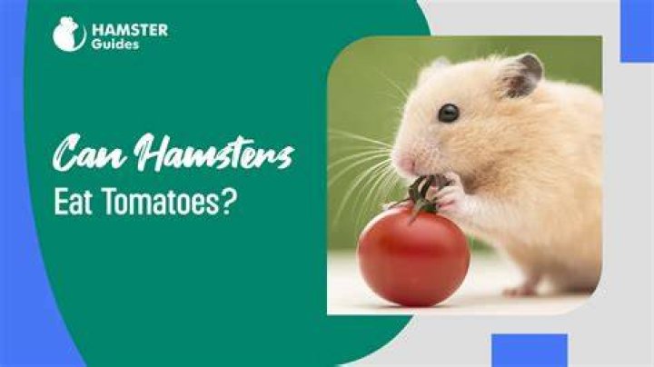 Can Hamsters Eat Tomatoes