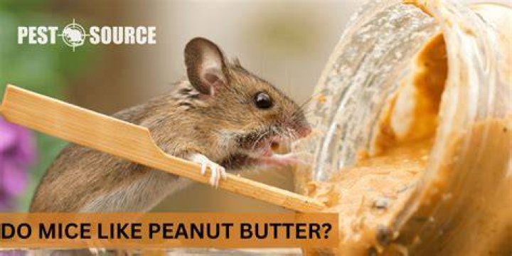 Can Mice Eat Peanut Butter