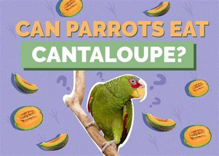 Can Parrots Eat Cantaloupe? What You Need to Know