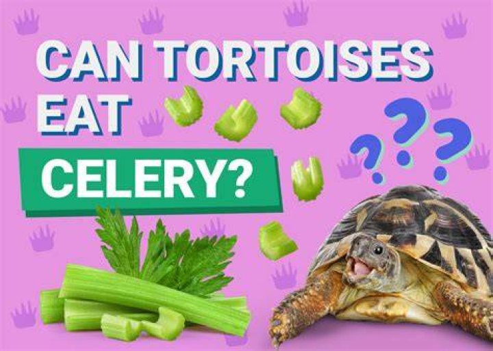Can Tortoises Eat Celery? What You Need to Know
