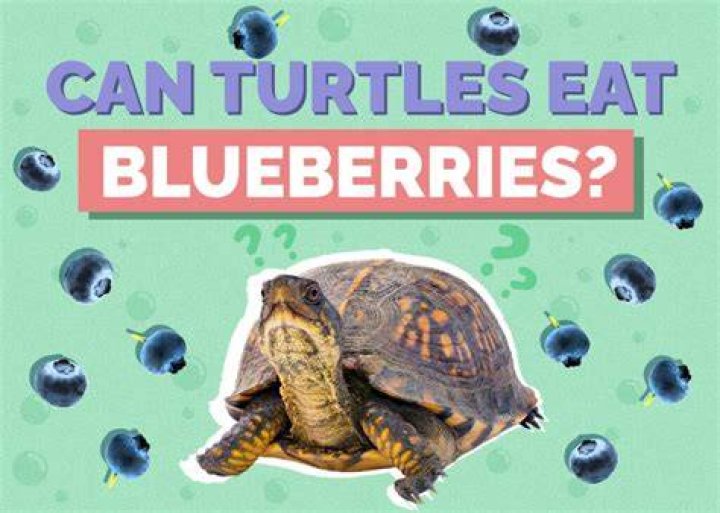 Can Turtles Eat Blueberries? Our Vet Answers
