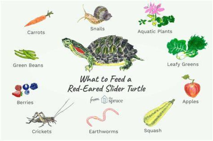 Can Turtles Eat Blueberries