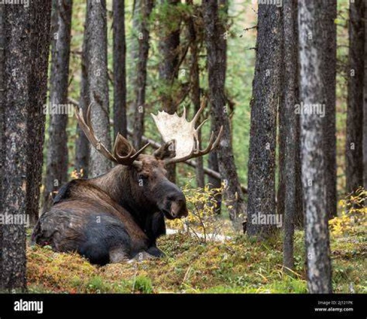  Canadian moose lying in a meadow