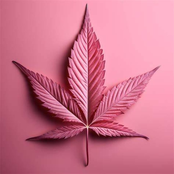 cannabis leaf on pink background, copy space