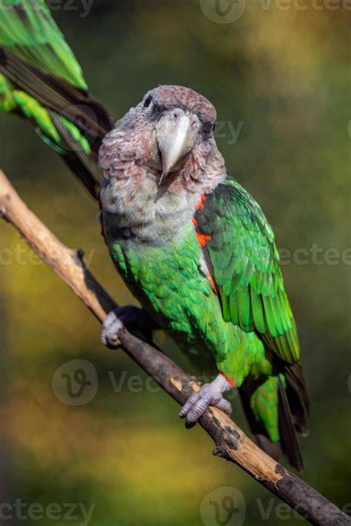 Cape Parrot sitting on a perch