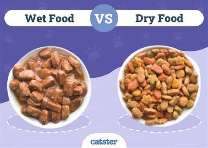 cat eating dry and wet cat food