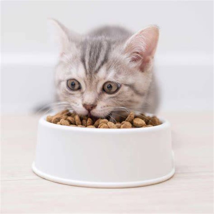 cat eating food from a bowl