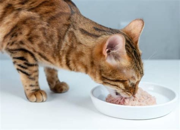 cat eating wet cat food indoor