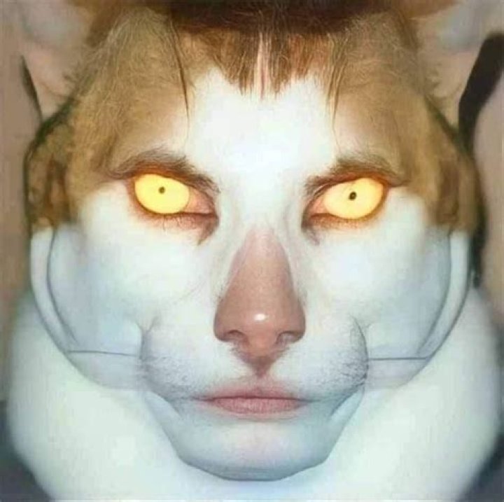 Cat looking on as human spray cleans carpet
