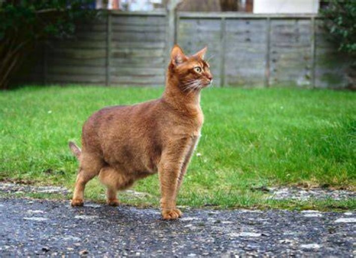 cat with belly pouch outdoors