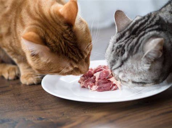 cats eating