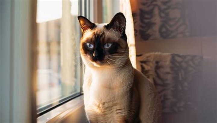 Cats. Cats.
