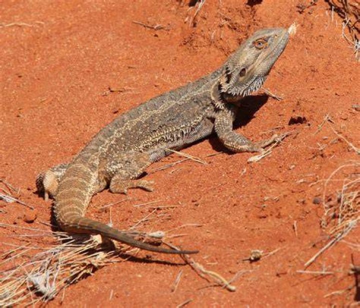 Central Bearded Dragon on a rock