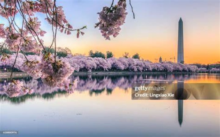 cherry blossom sunrise over tidal basin