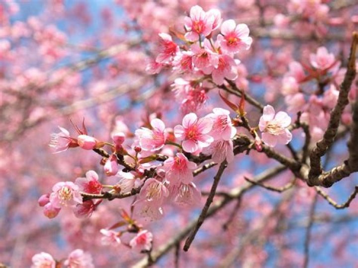 Cherry blossom tree with a temple in the background