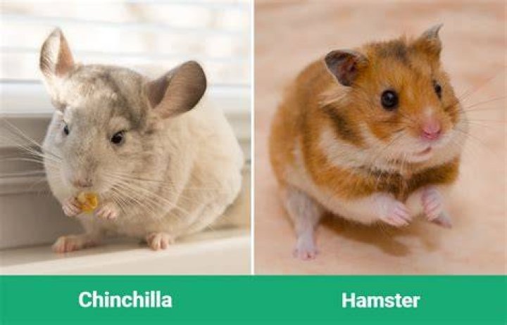 Chinchilla vs Hamster: The Key Differences (With Pictures)