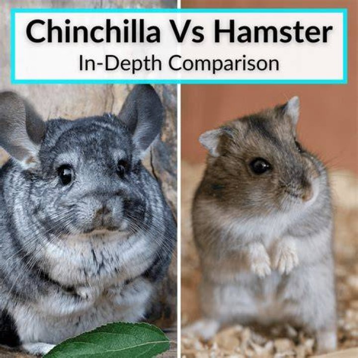 Chinchilla vs Hamster