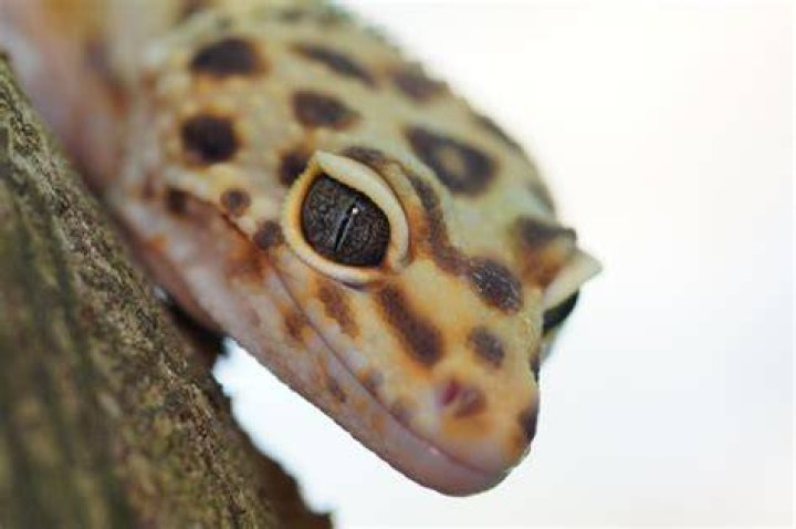close up leopard gecko in person's hand