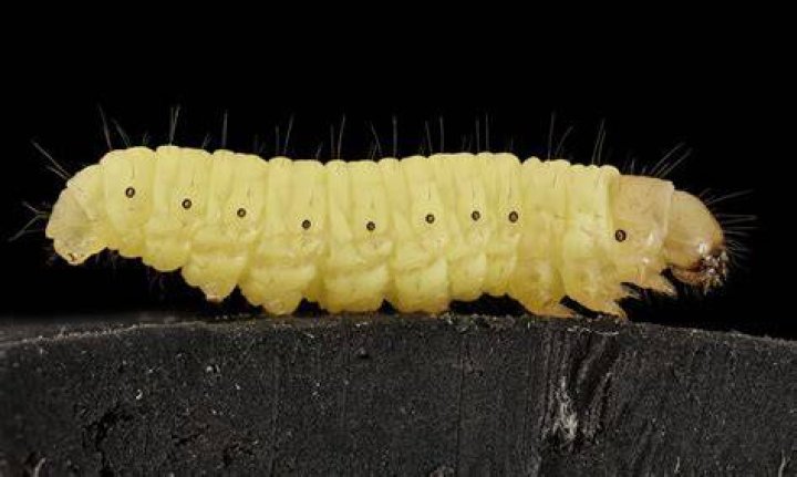 closeup of a waxworm