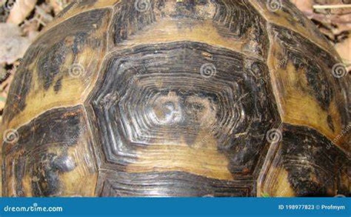 closeup of Greek tortoise
