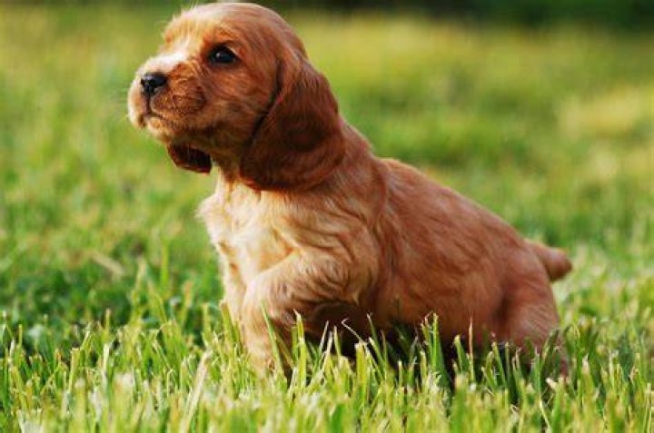 Cocker Spaniel Puppies