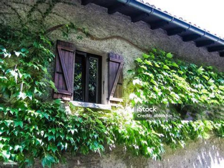 Colorful leaves covering stone house