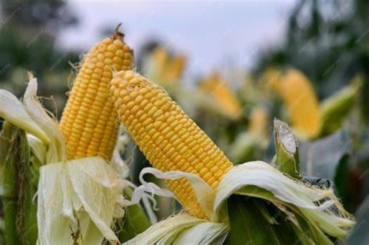 corn