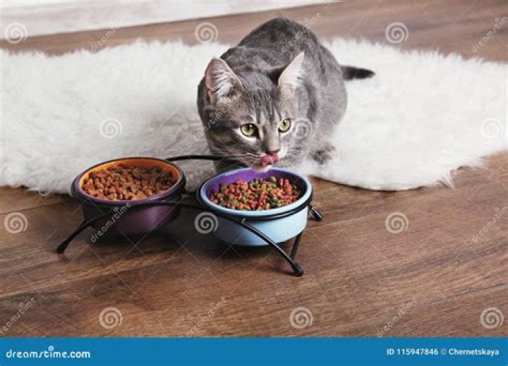 Cute cat eating on floor at home