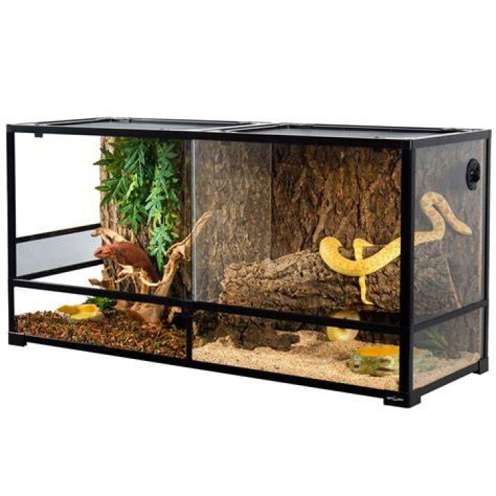 divider- gecko