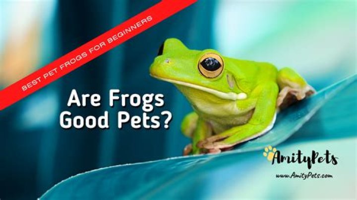 Do Frogs Make Great Pets? What to Know Before You Get One