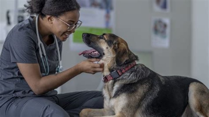 dog and vet