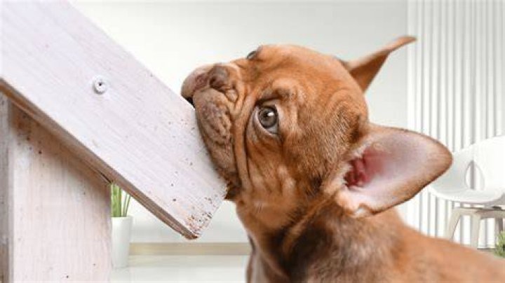 Dog Chewing A Table Gettyimages 1257391994