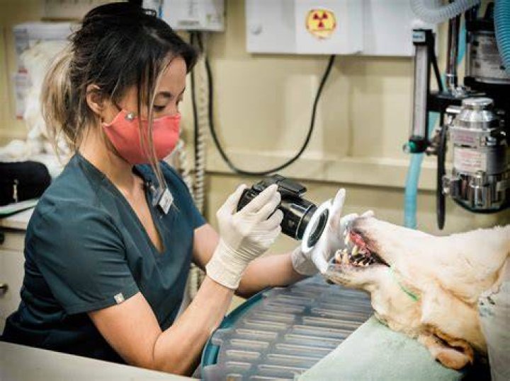 Dog dental