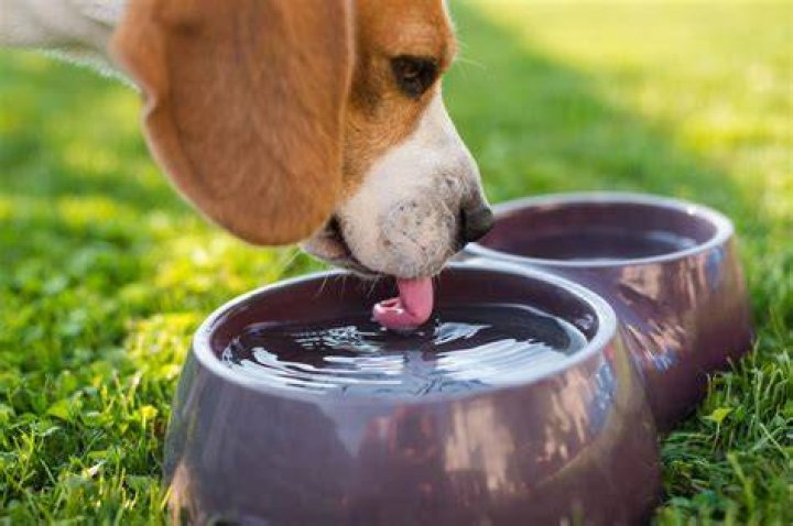 dog drinking in the water bowl