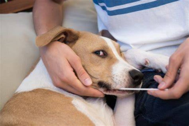 dog getting swabbed for DNA testing