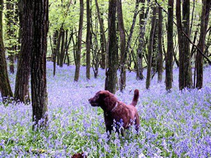 Dog in the woods with a No Pull Harness