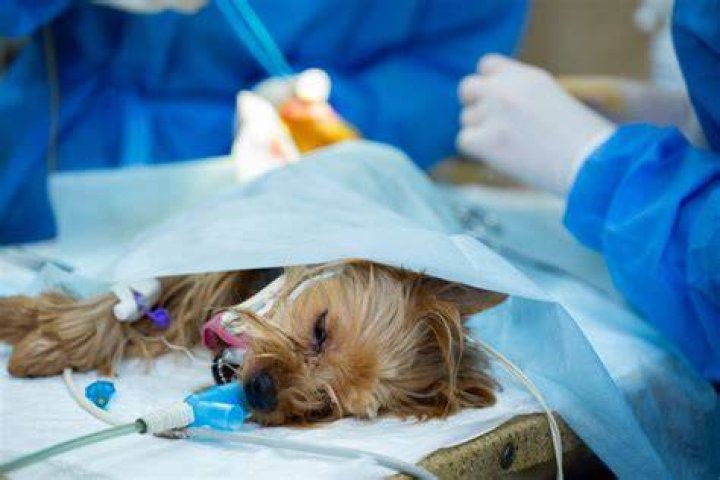 Dog surgery