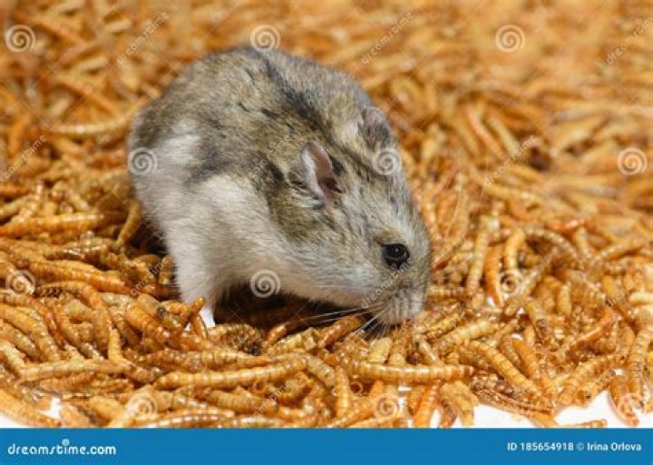dwarf hamster eating dried mealworms