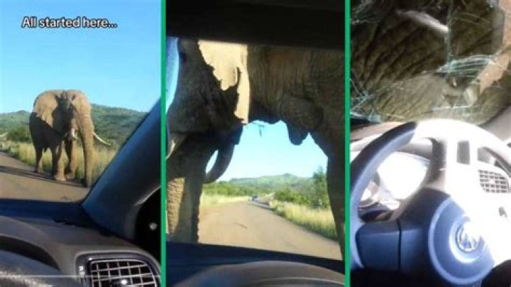 elephant shatters car windshield