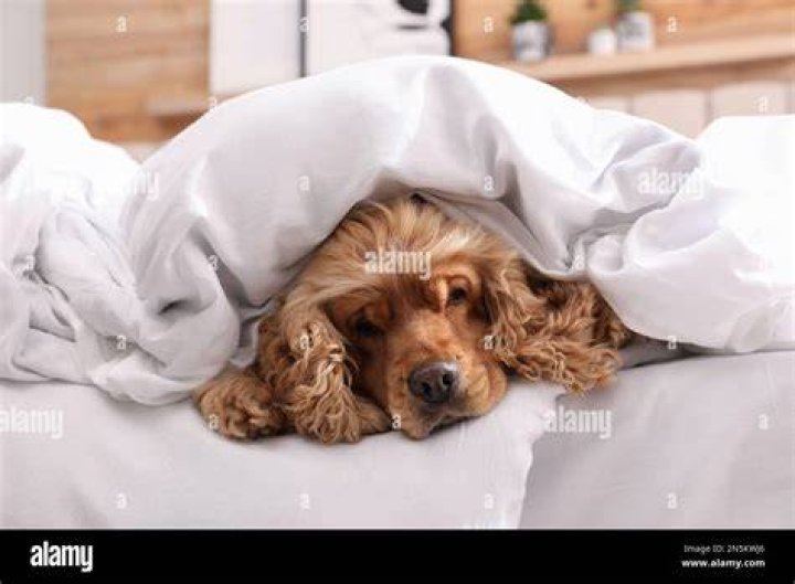 English Cocker Spaniel Under Blanket