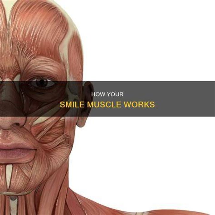 Event, Muscle, Smile, 