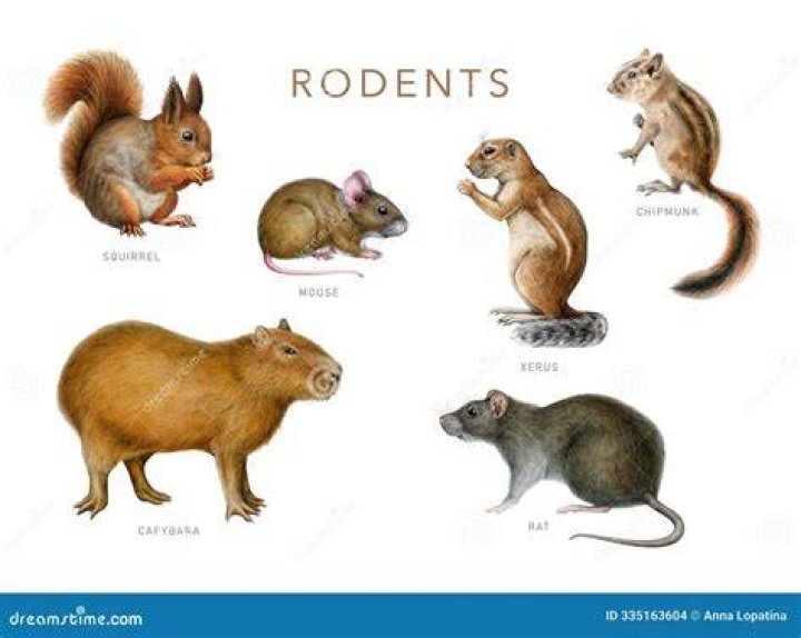 Exploring The World Of Some Rodent Pets Crossword