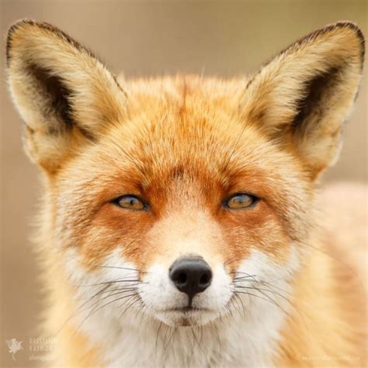 Faces of Foxes Photographer Proves That Every Fox Has Different
