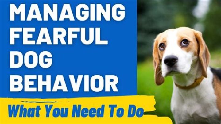 Fear Aggression in Dogs: Info, Guide & Tips to Prevent It