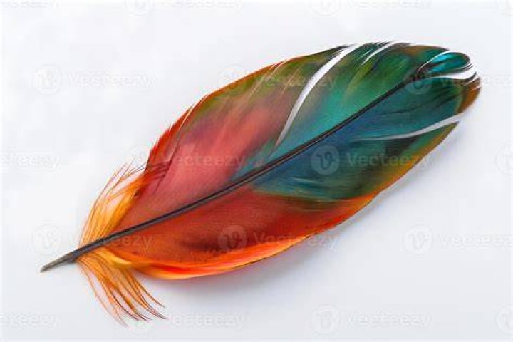 feather feather