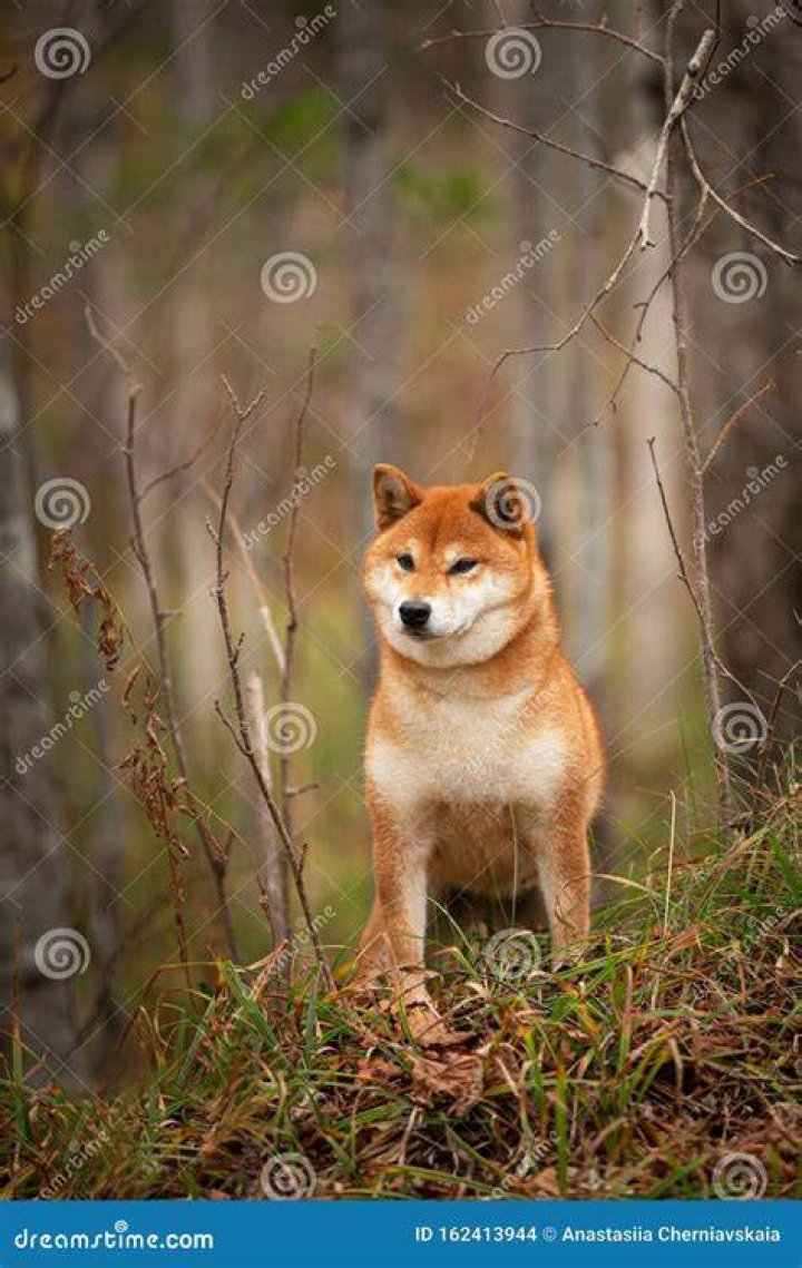 female shiba inu standing on the floor inside the apartment