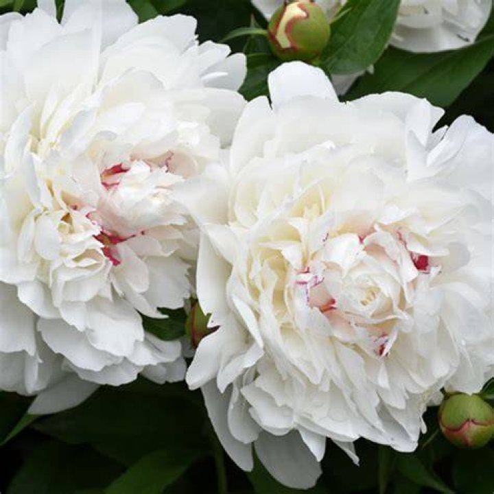 Festiva Maxima Peony