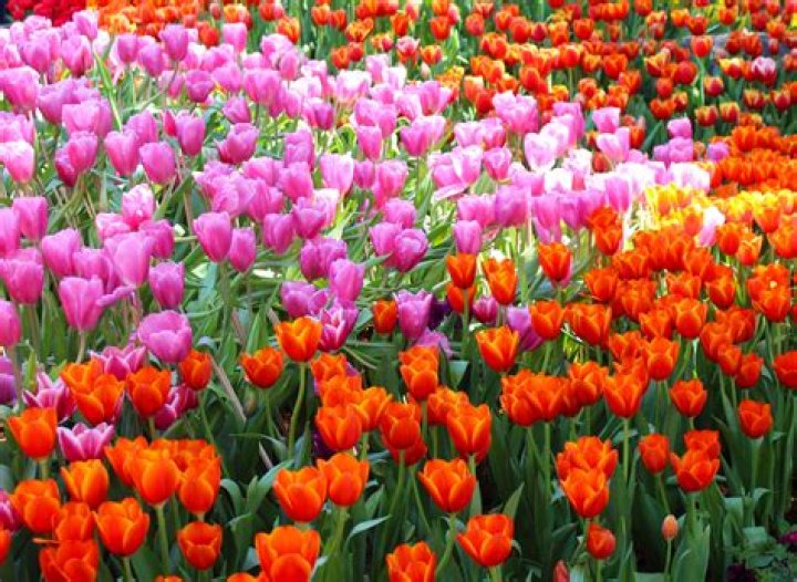 Flower Flower