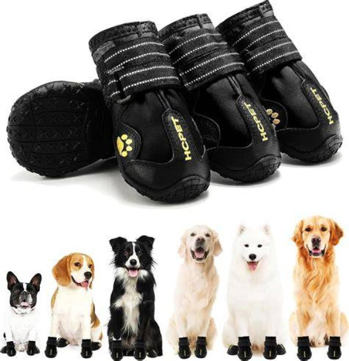 Footwear, Human, Dog breed, Dog, Outerwear, Collar, Mammal, Carnivore, Boot, Leash, 